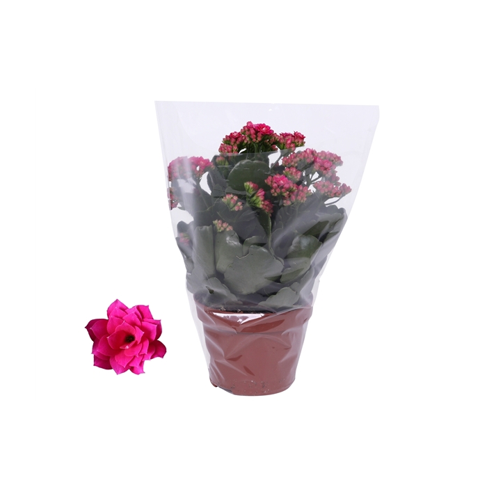 <h4>Kalanchoe Rosalina 12cm Don Victorio paars, Blanco hoes</h4>