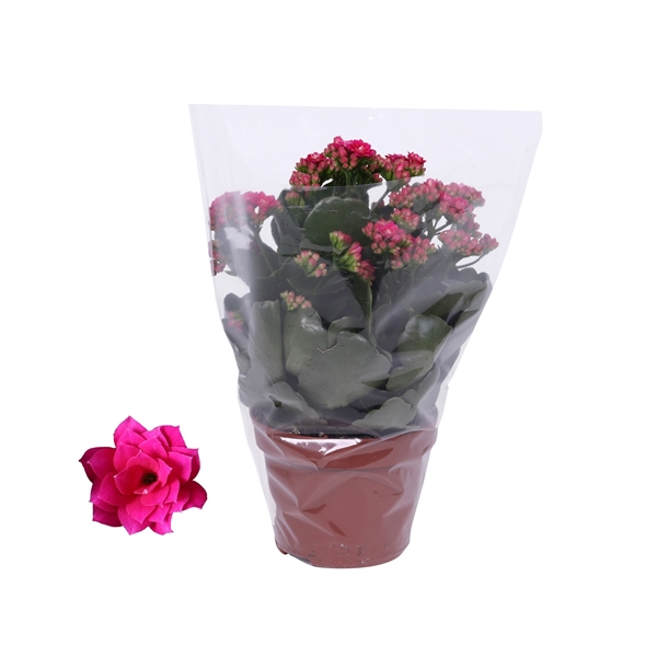 Kalanchoe Rosalina 12cm Don Victorio paars, Blanco hoes