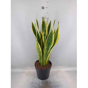 Sansevieria trifa. 'Laurentii'