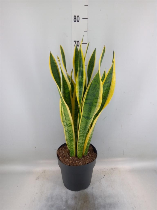 <h4>Sansevieria trifa. 'Laurentii'</h4>