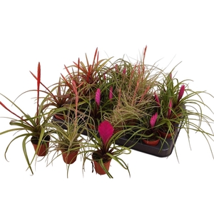 BROMELIA GEM