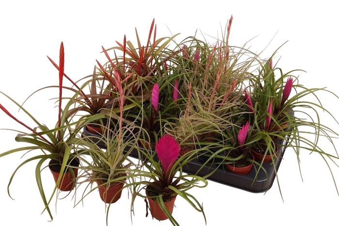 <h4>BROMELIA GEM</h4>