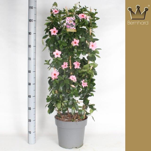 <h4>MANDE SUN CR PINK</h4>