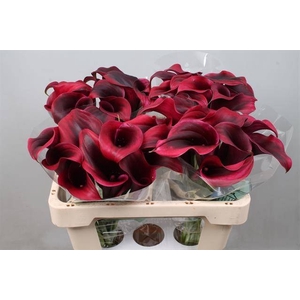 Calla Rudolph Kallaland
