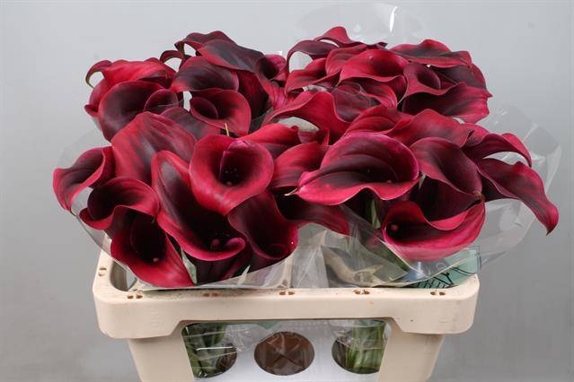 <h4>Calla Rudolph Kallaland</h4>