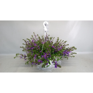 Scaevola aemula 'Surdiva Pink Blue'