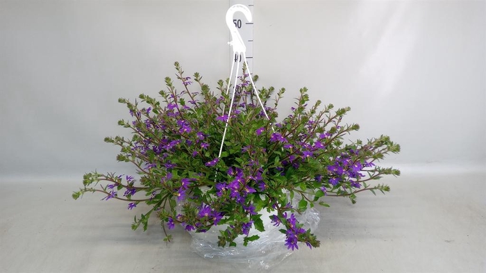 <h4>Scaevola aemula 'Surdiva Pink Blue'</h4>