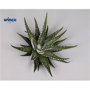 Haworthia Fasc. Big Band Cutfl Wincx-8cm