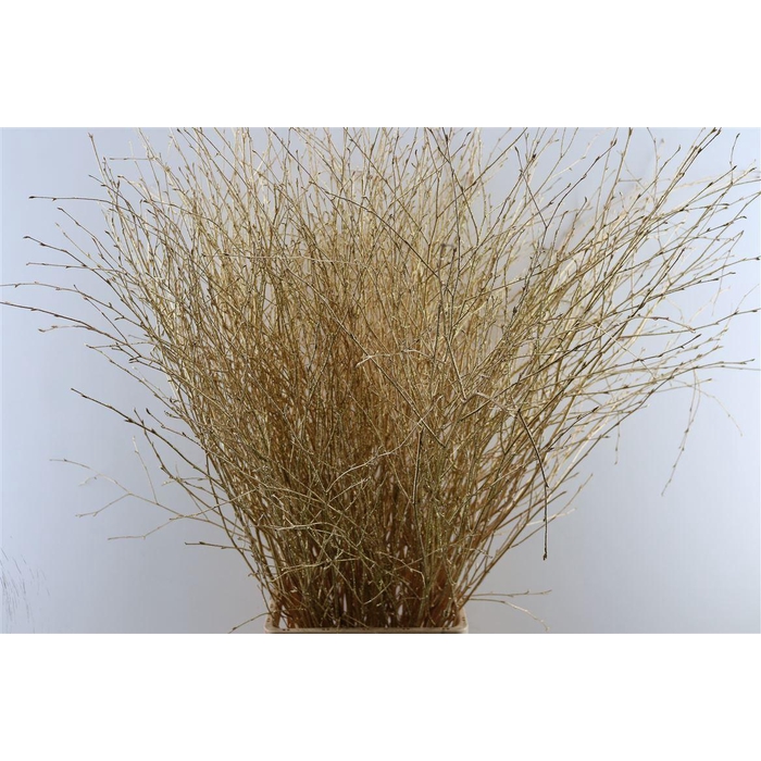 <h4>Berk Lang Gl Antiek Goud Pbs</h4>