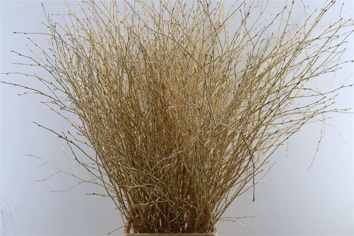 Berk Lang Gl Antiek Goud Pbs