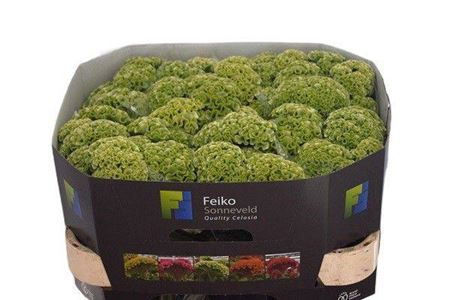 <h4>CELOSIA ACT VERDA</h4>