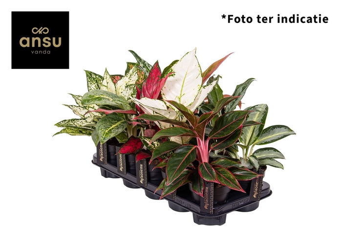 <h4>Aglaonema overig</h4>