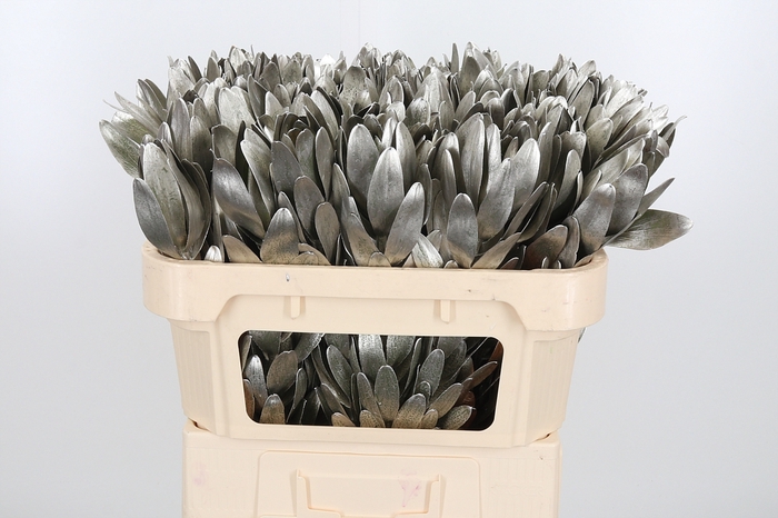 Leucod Kl Bh Platina