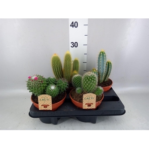 Cactus   ...mix