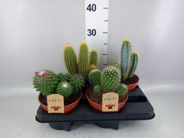 <h4>Cactus   ...mix</h4>