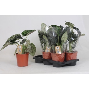 Alocasia Dragon Scale 17Ø 45cm 2pp