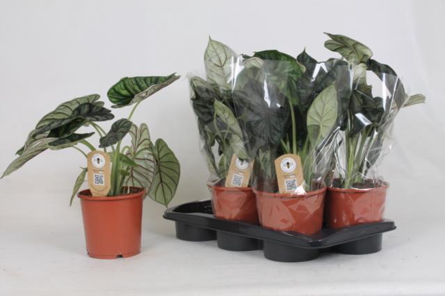 Alocasia Dragon Scale 17Ø 45cm 2pp