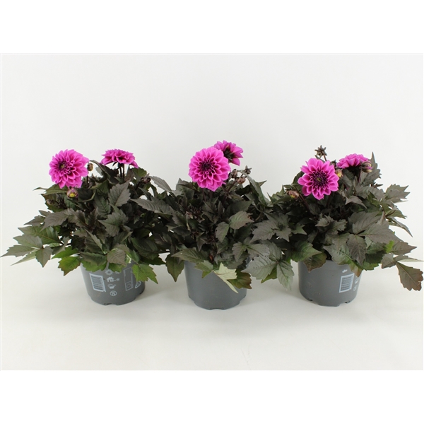 <h4>Dahlia Gardenetta Lavender</h4>