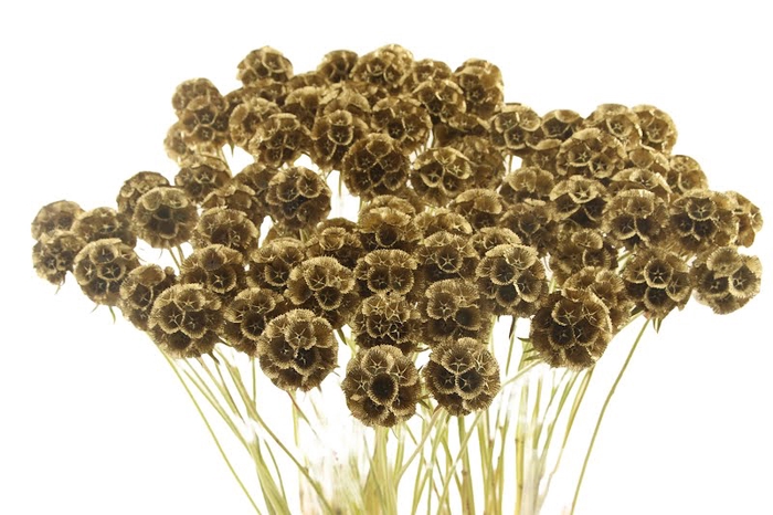 <h4>Scabiosa St Klb Gold</h4>