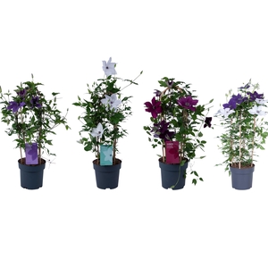 Nolina Clematis | Garland® Mix