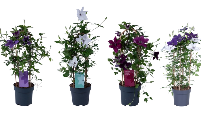 <h4>Nolina Clematis | Garland® Mix</h4>