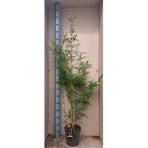 Fargesia robusta 'Campbell'