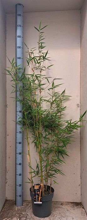 <h4>Fargesia robusta 'Campbell'</h4>