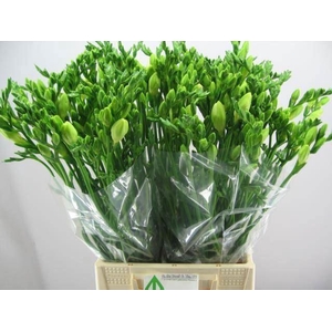 Freesia enk White Serenade