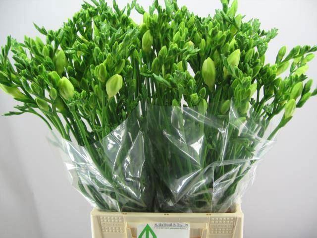 <h4>Freesia enk White Serenade</h4>