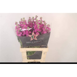 MATTH IRON ROSE PINK