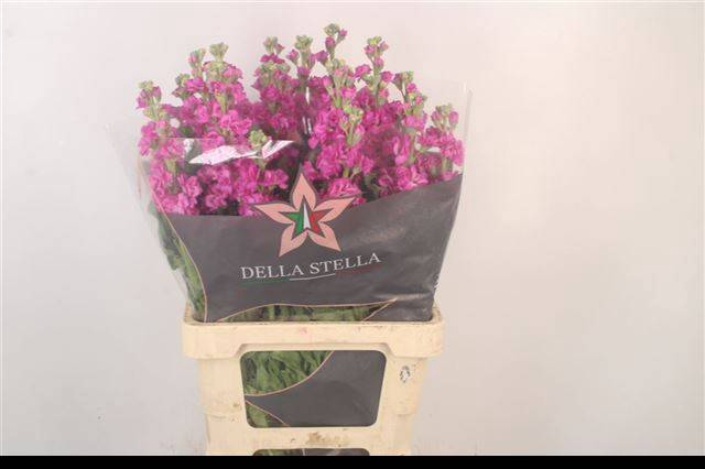 <h4>MATTH IRON ROSE PINK</h4>