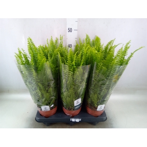 Nephrolepis exal. 'Green Lady'