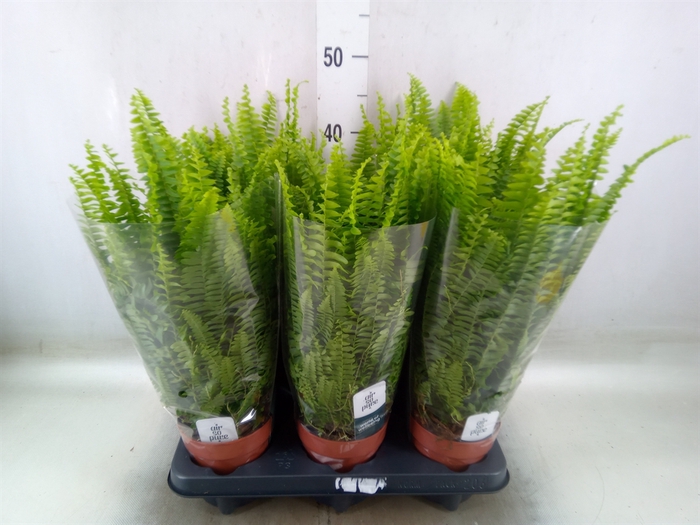 <h4>Nephrolepis exal. 'Green Lady'</h4>