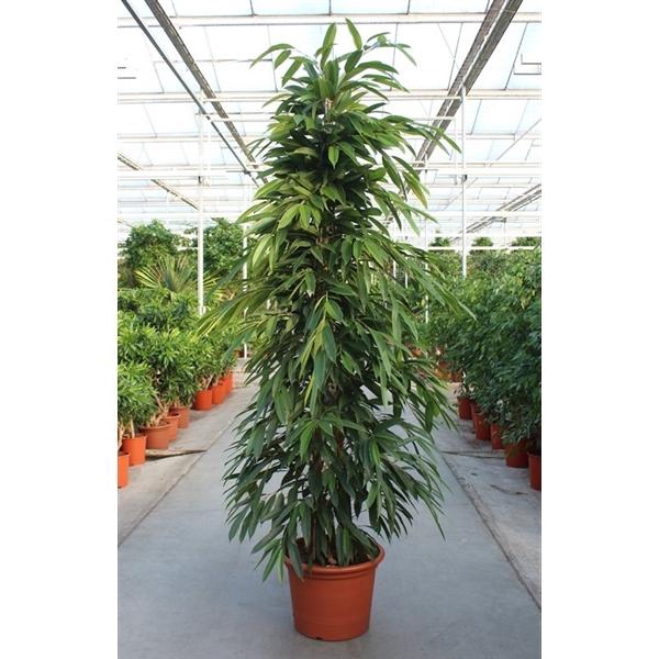 <h4>Ficus Amstel King</h4>