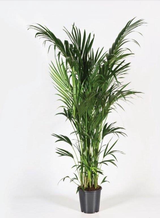 <h4>Howea forsteriana 200cm (Kentia)</h4>