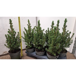 PICEA GL CONICA