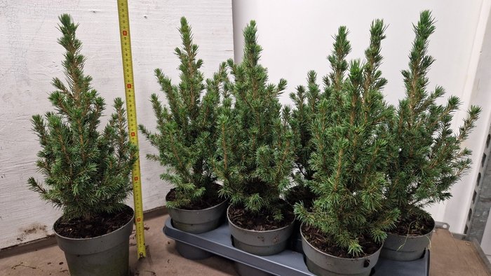 <h4>PICEA GL CONICA</h4>