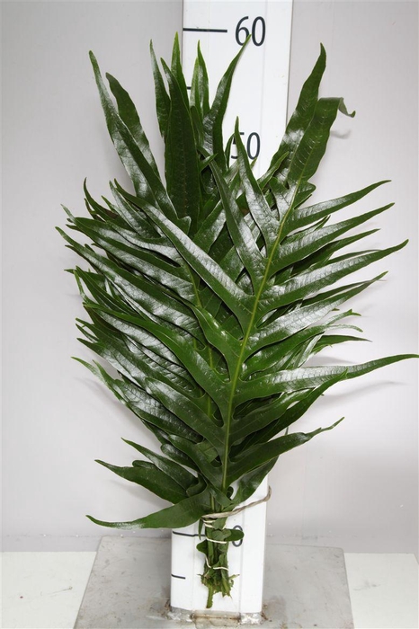 <h4>Agloamorpha</h4>