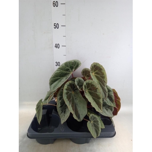 Begonia BD   ...