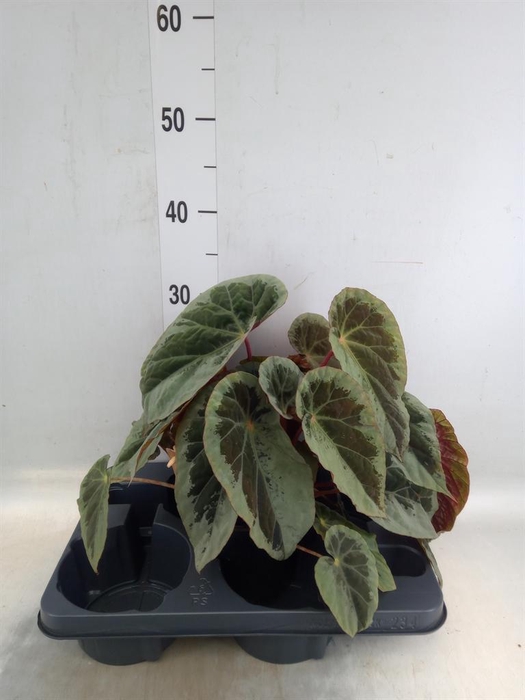 <h4>Begonia BD   ...</h4>