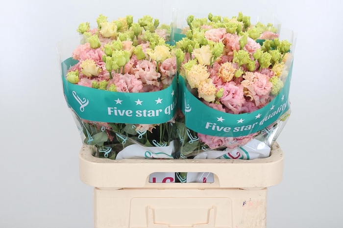 <h4>Eus G Alissa Peach</h4>