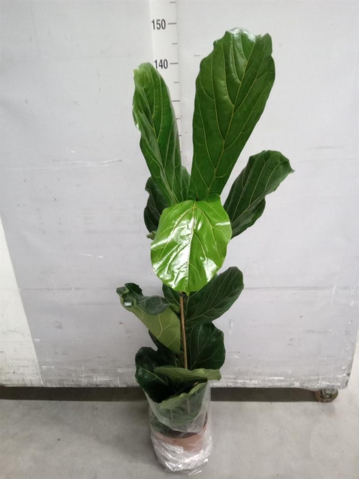 <h4>Ficus lyrata</h4>
