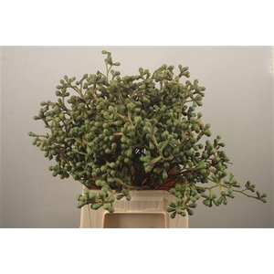 Euc Greenberry Per Bunch