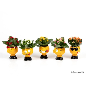 KALANCHOE BLOSSF p6 E 4435