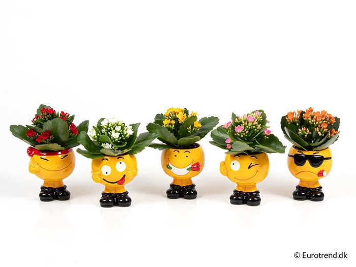 <h4>KALANCHOE BLOSSF p6 E 4435</h4>