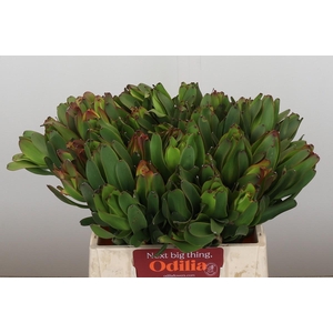Leucadendron Laurel Yellow