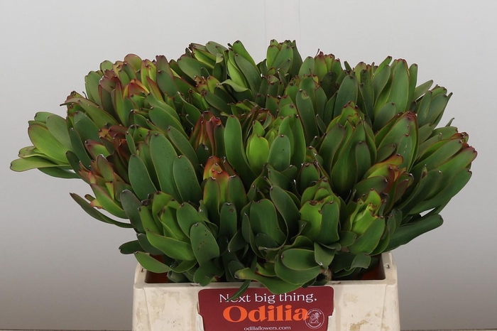 <h4>Leucadendron Laurel Yellow</h4>