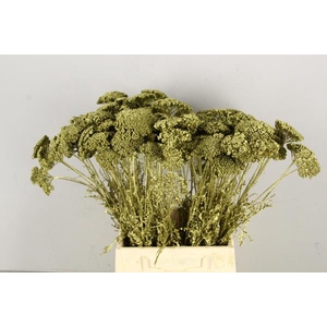 Df Achillea Paint Bs Gold