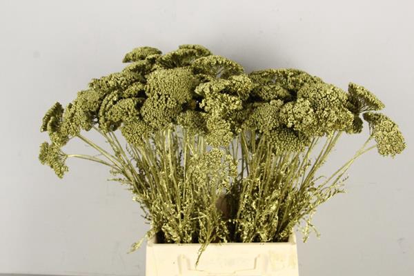 <h4>Df Achillea Paint Bs Gold</h4>