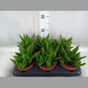 Aloe perfoliata